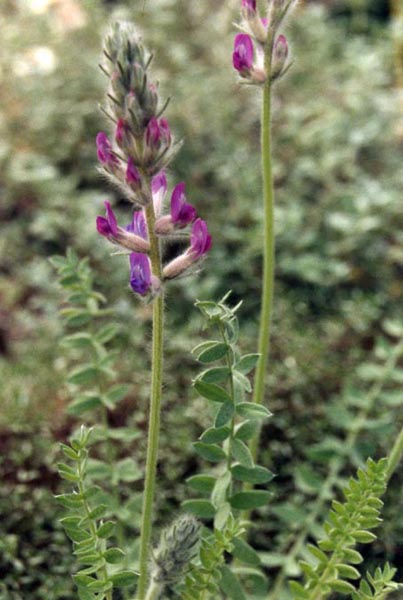 Oxytropis splendens photo